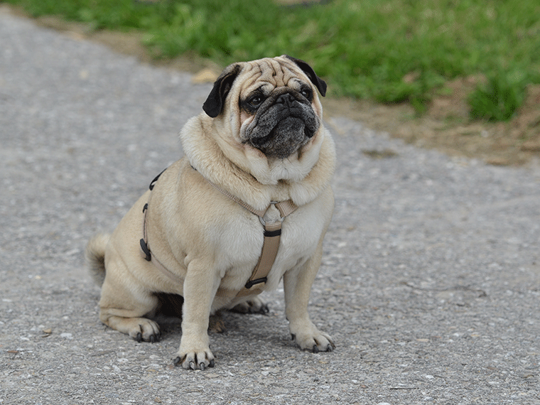 Qualzucht beim Hund: Mops