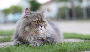 Qualzucht bei Katzen
