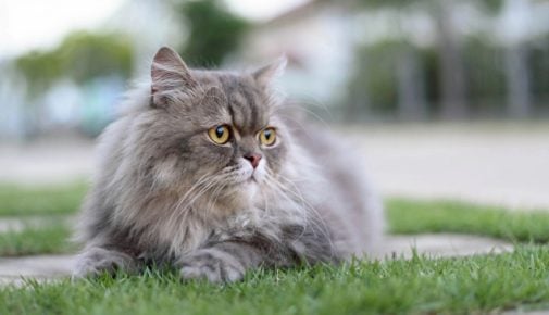 Qualzucht bei Katzen