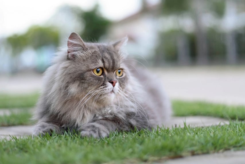Qualzucht bei Katzen