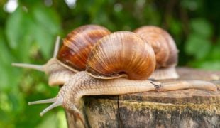 Weinbergschnecke