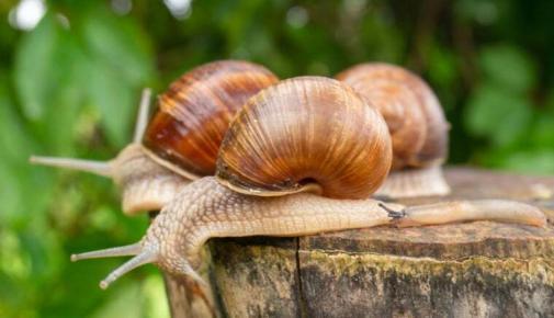 Weinbergschnecke
