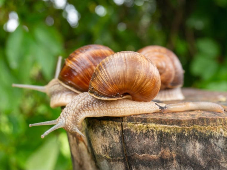 Weinbergschnecke