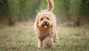 Cavapoo