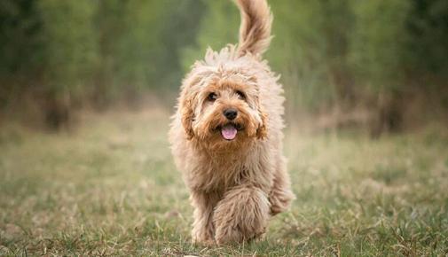 Cavapoo