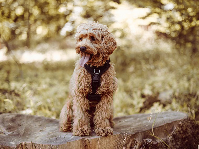 Cavapoo