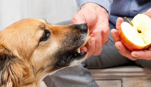 Dürfen Hunde Äpfel essen?