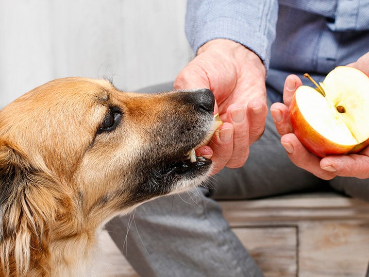 Dürfen Hunde Äpfel essen?