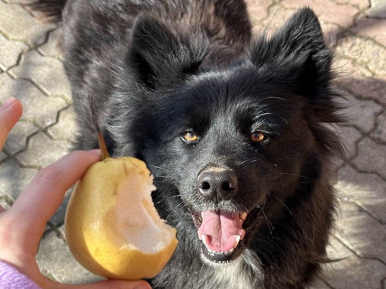 Dürfen Hunde Birnen essen?