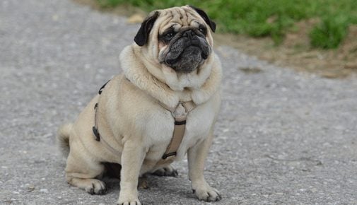 Qualzucht beim Hund: Mops