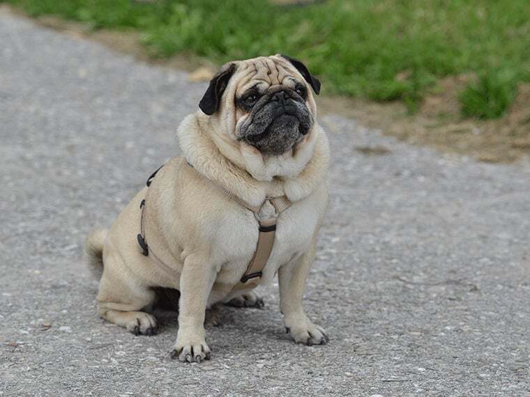 Qualzucht beim Hund: Mops