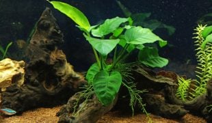 Anubias