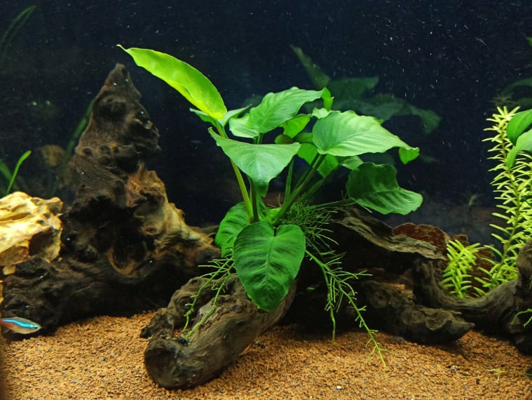 Anubias