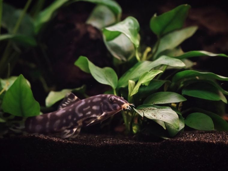 Anubias mit Birma-Prachtschmerle