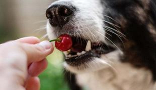 Dürfen Hunde Kirschen essen?