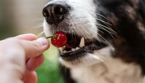 Dürfen Hunde Kirschen essen?