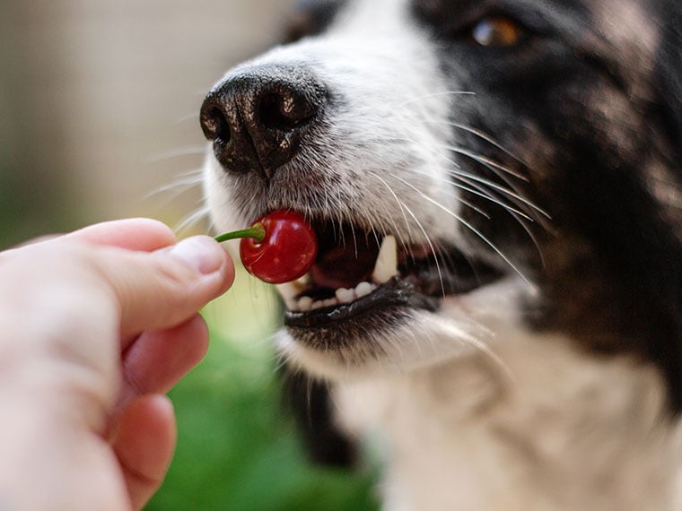 Dürfen Hunde Kirschen essen?