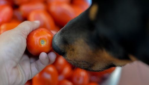 Dürfen Hunde Tomaten essen?