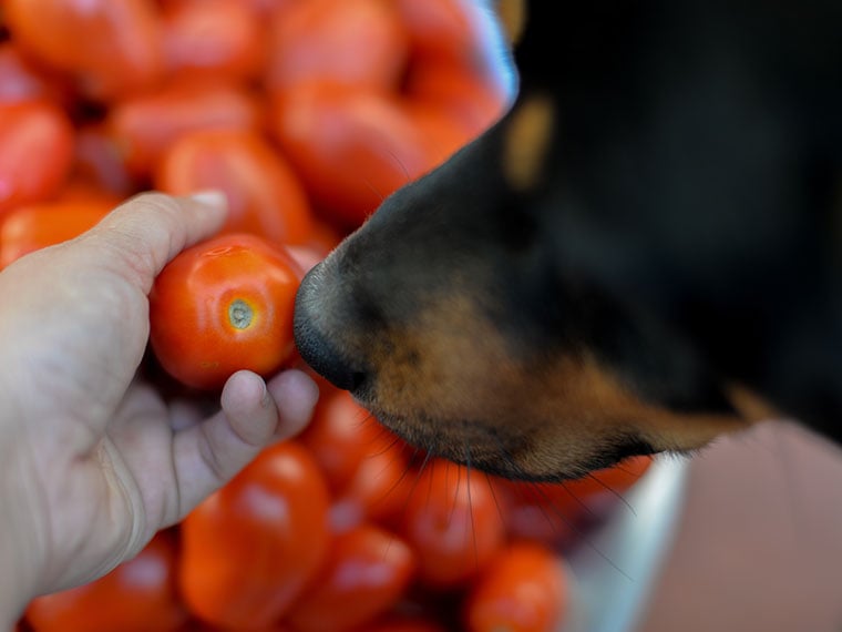 Dürfen Hunde Tomaten essen?