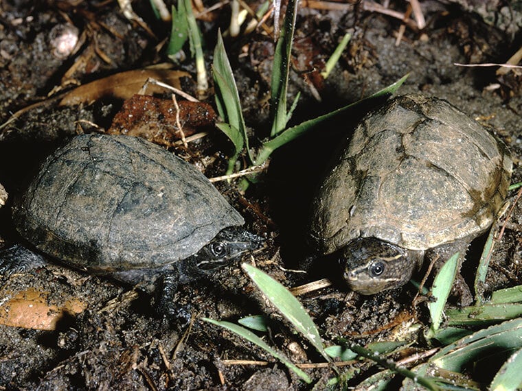 Moschusschildkroete Sternotherus Odoratus