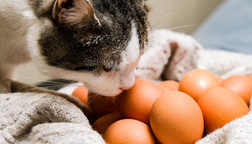 Dürfen Katzen Eier essen?