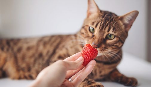 Dürfen Katzen Erdbeeren essen?