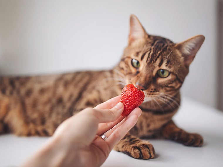 Dürfen Katzen Erdbeeren essen? Dürfen Katzen Erdbeeren essen?