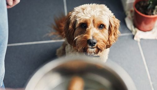 Futtermittelallergie beim Hund