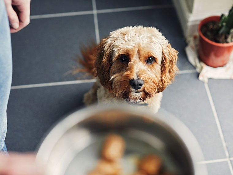 Futtermittelallergie beim Hund