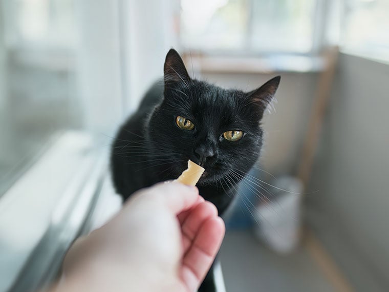 Dürfen Katzen Käse essen? Dürfen Katzen Käse essen? Schwarze Katze riecht an Käsestück.