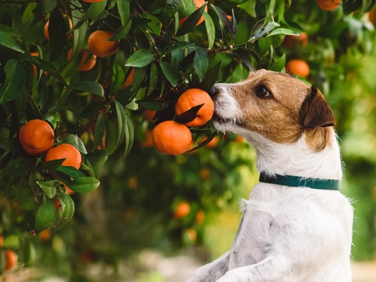 Dürfen Hunde Mandarinen essen?