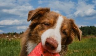 Dürfen Hunde Wassermelone essen?