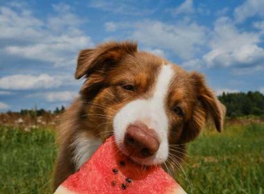 Dürfen Hunde Wassermelone essen?