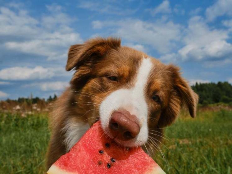 Durfen Hunde Wassermelonen Essen