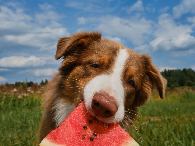 Dürfen Hunde Wassermelone essen?