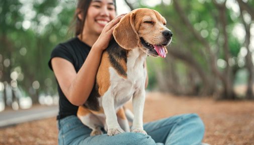 Hund auslasten und beschäftigen