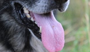 Mundgeruch Hund