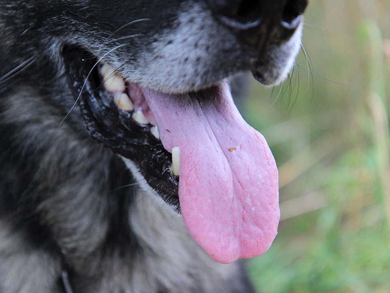 Mundgeruch Hund: Hund stinkt aus dem Maul