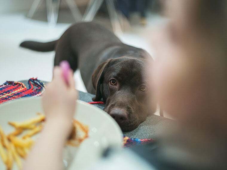 Brauner Hund legt den Kopf auf die Tischkante und schaut auf einen Teller mit Pommes – Symbolmotiv für das Thema „dürfen Hunde Kartoffeln essen“.