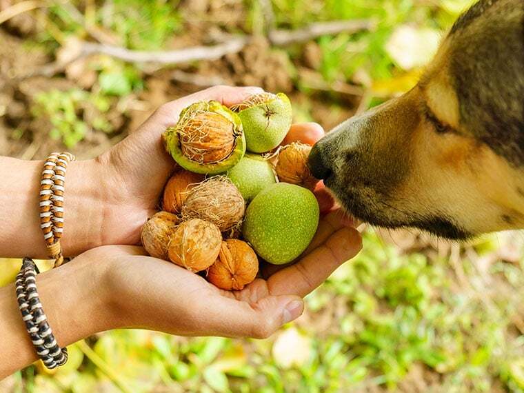 Hände halten einem Hund verschiedene Nüsse unter die Nase.