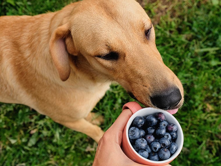 Dürfen Hunde Blaubeeren essen?