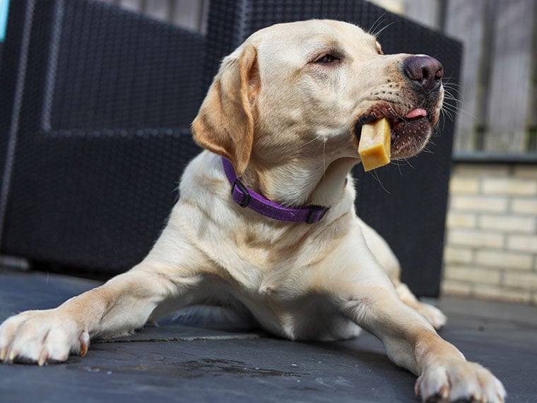 Dürfen Hunde Käse essen?