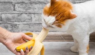 Dürfen Katzen Bananen essen?