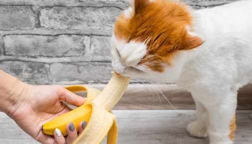 Dürfen Katzen Bananen essen?