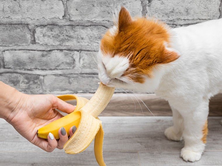 Dürfen Katzen Bananen essen?
