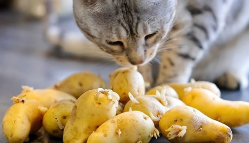 Dürfen Katzen Kartoffeln essen?