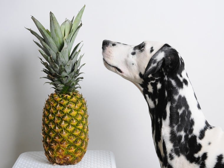 Ein schwarz-weiß gefleckter Dalmatinerhund schnuppert neugierig an einer ganzen Ananas, die auf einem kleinen weißen Tisch vor einem neutralen, hellgrauen Hintergrund steht.