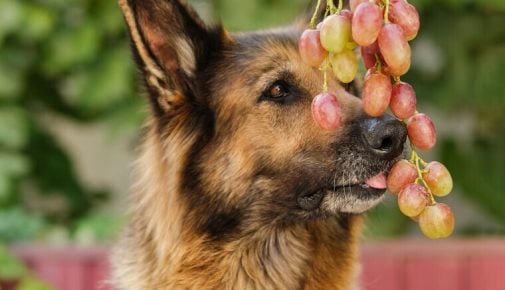 Braun-schwarzer Hund schnuppert und schleckt an Weintrauben; Symbolbild zum Thema Dürfen Hunde Weintrauben essen.