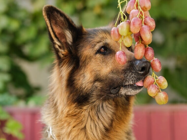 Braun-schwarzer Hund schnuppert und schleckt an Weintrauben; Symbolbild zum Thema Dürfen Hunde Weintrauben essen.