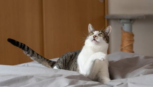 Katze liegt auf einem Bett und hebt eine Pfote nach oben.